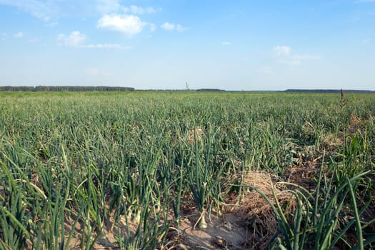 Agricultural field on which grow up green onions, summer, August. onion with different deffekt