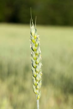 Agricultural field on which grow immature cereals, wheat.