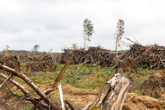 a small forest, which are broken after the storm birch trees. Then there were cut down and stacked like wood harvesting. Photos taken during cloudy weather