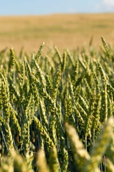 Agricultural field on which grow immature cereals, wheat.