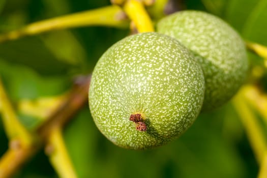 tree, which grows on the immature green walnuts. Photo taken closeup in summer. Small depth of field