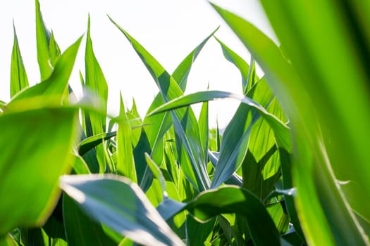 Agricultural field on which grow immature corn crop, close-up leaves