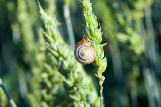 Agricultural field on which grow immature young cereals, wheat. on an earing is snail