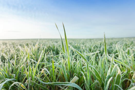 photographed close up young grass plants green wheat growing on agricultural field, agriculture, autumn season