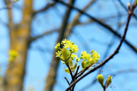 photographed close-up green and yellow flowers of a blossoming tree maple. Spring season