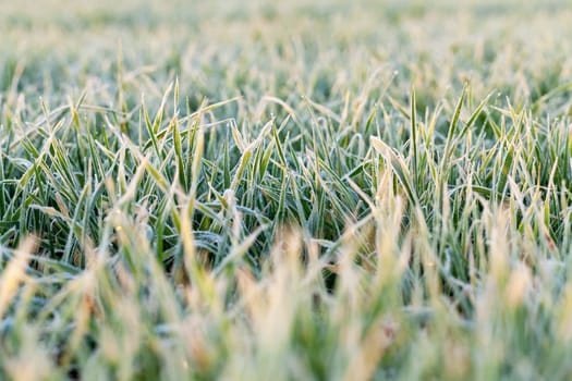 photographed close-up of young sprouts of wheat with frost on it, morning, sunny yellow dawn, a small depth of field