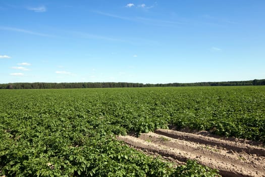 the furrow on which grows green potatoes, summer, blue sky