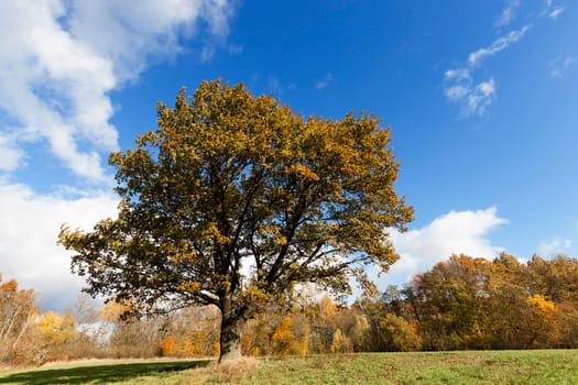 photographed trees and nature in the autumn of the year, yellowed vegetation and oak