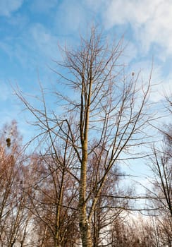 photographed close-up bare birch trees in winter, blue sky, tree tops