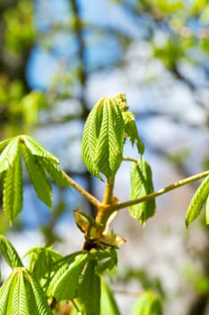 photographed close-up of young green leaves of chestnut, a small depth of field