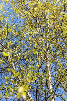 Young green leaves of a birch in the spring time of the year, close-up