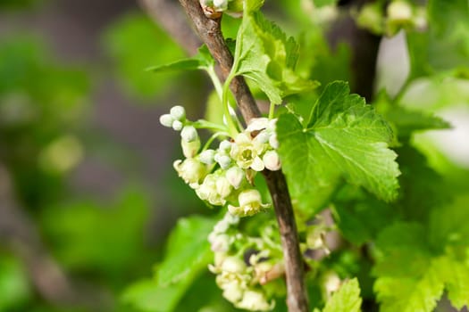 photographed close-up currant flowers in spring season