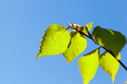 Young green leaves of a birch in the spring time of the year, close-up