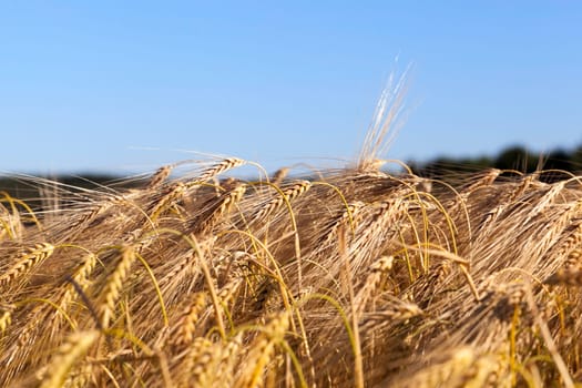 Agricultural field on which grow up cereals wheat, Belarus, ripe and yellowed cereals, small depth of field