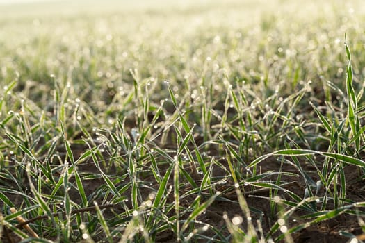 photographed close up young grass plants green wheat growing in the field of agriculture, Agriculture