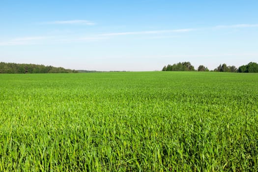 Agricultural field on which grow immature young cereals, wheat. Blue sky in the background