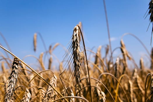 Agricultural field on which grow up ready to harvest ripe yellow cereals