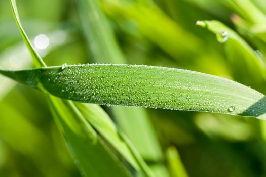 Agricultural field on which grow immature young cereals, wheat.
