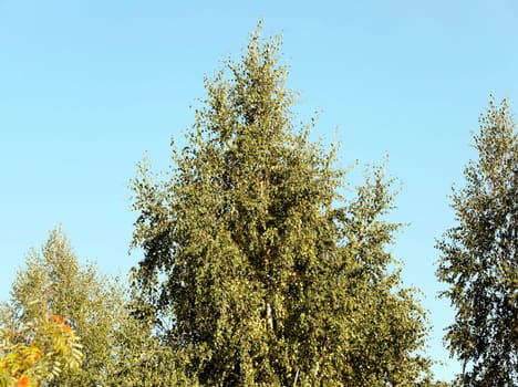 Young green leaves of a birch in the autumn of the year, close-up