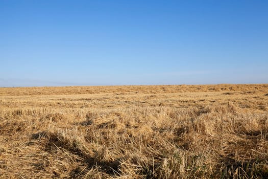 Agricultural field on which grow ripe yellowed cereals