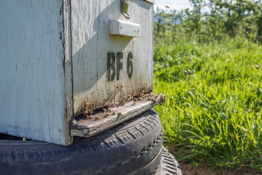 An up close view of a bee hive in an apple and pear plantation during spring.