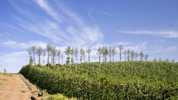 A plantation of pear trees stand in the foreground along a gravel road with a blue sky and white clouds in the back