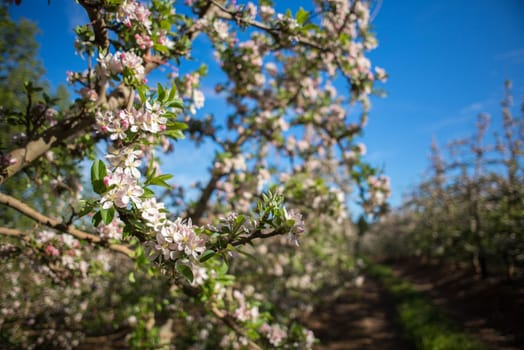 Pink and white blossoms on a pear tree within a pear plantation.