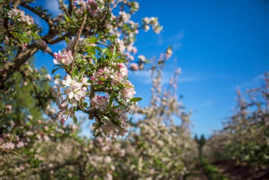 Blossoms of pink and white on a pear tree witin a pear plantation.