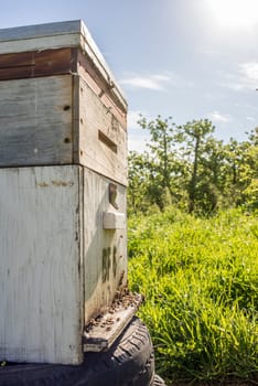 An up close view of a bee hive in an apple and pear plantation during spring.