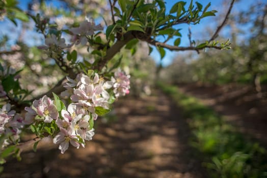 Pink and white blossoms on a pear tree within a pear plantation.