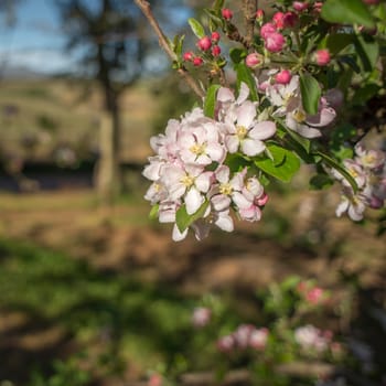 New blossoms of pink and white on the branches of a pear tree in spring.