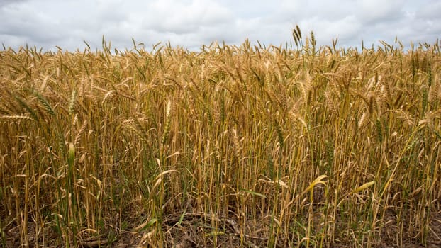 Wheat grains stand ready for harvest agains a cloudy sky.
