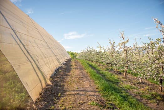 Lines of pear trees stand in blossom next to a huge green house protective net.
