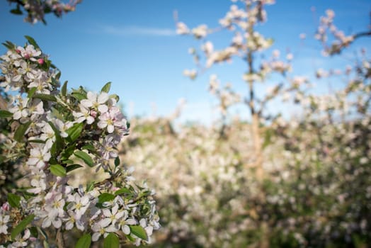 Pink and white blossoms on a pear tree within a pear plantation in early spring.
