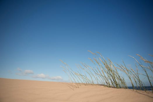 Grasses blowing in the wind on top of a sand dune near the ocean.