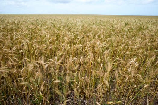 A view of a wheat field which stretches out in to the distance up to the horizon.
