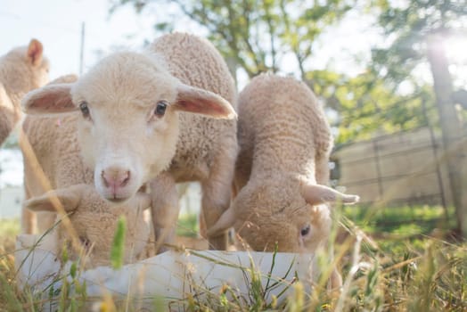 A close up view of baby sheep as they feed from a white plastic bucket.