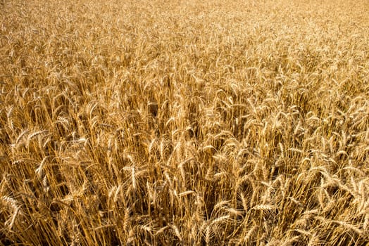A view of a wheat field close to harvest from a high angle.