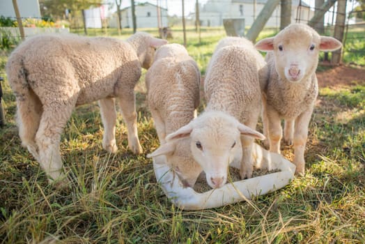 Four little lambs eating pallets out of a container.