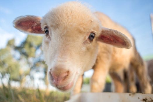 An up close portrait of a cute little lamb with big eyes.