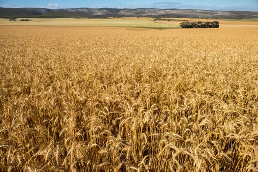 A view of wheat fields stretching out in to the distance with mountains in the background.