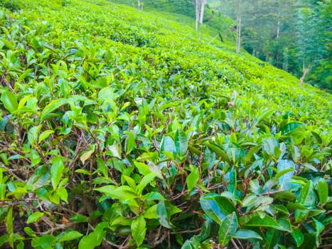 The green tea estates in Nuvara Eliya, Sri Lanka