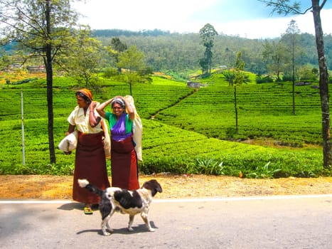 Nuwara Eliya, Sri Lanka - May 3, 2009: The two women - collectors of tea. The tea plantations of the island of Nuwara Eliya, Sri Lanka at May 3, 2009