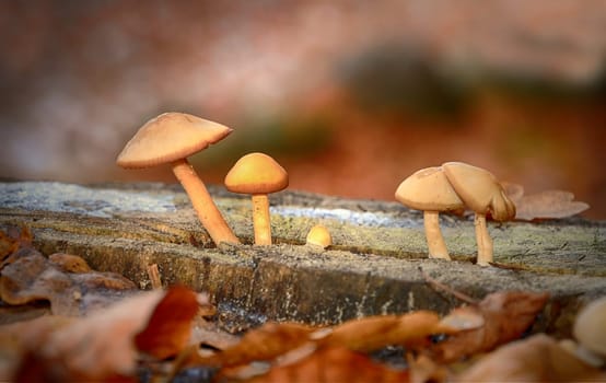 fungi
