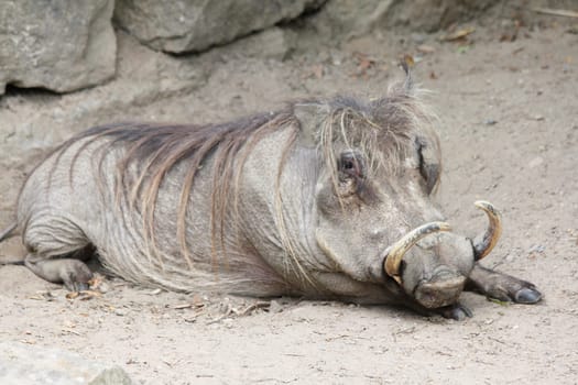 The warthog (Phacochoerus africanus) is a species of mammal native to many parts of Africa.