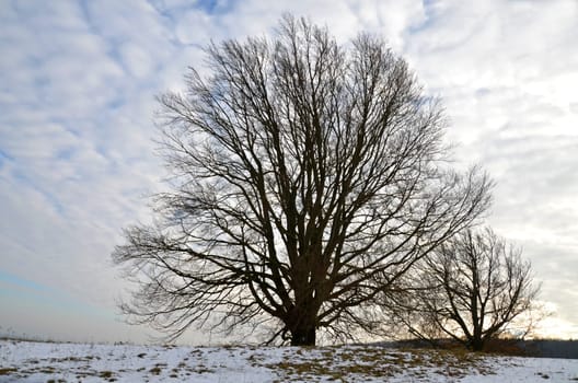 old tree in November