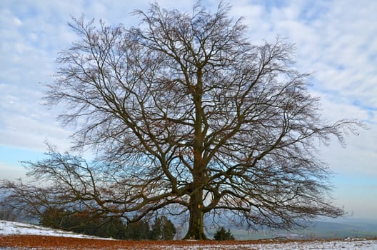 old tree in November