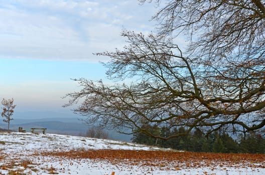 old tree in November