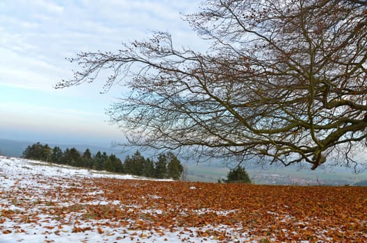 old tree in November