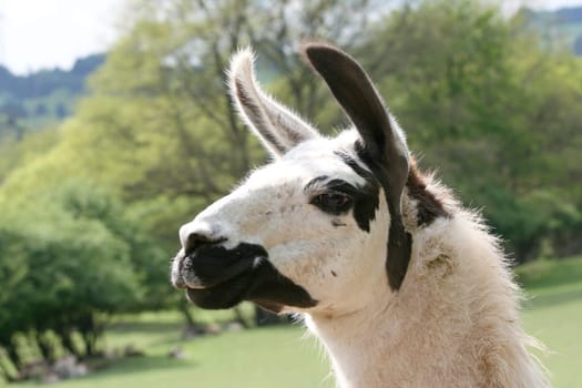 The llama (Lama glama) is a species of camel.